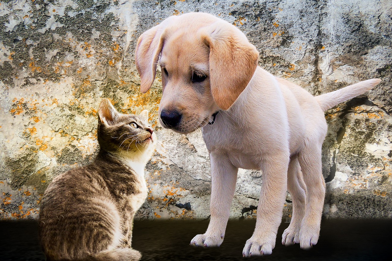 animals, dog, cat, puppy, young, playful, curiosity, to play, love, pet, nature, animal, dog puppy, kitten, wall, plaster, snout, domestic animal