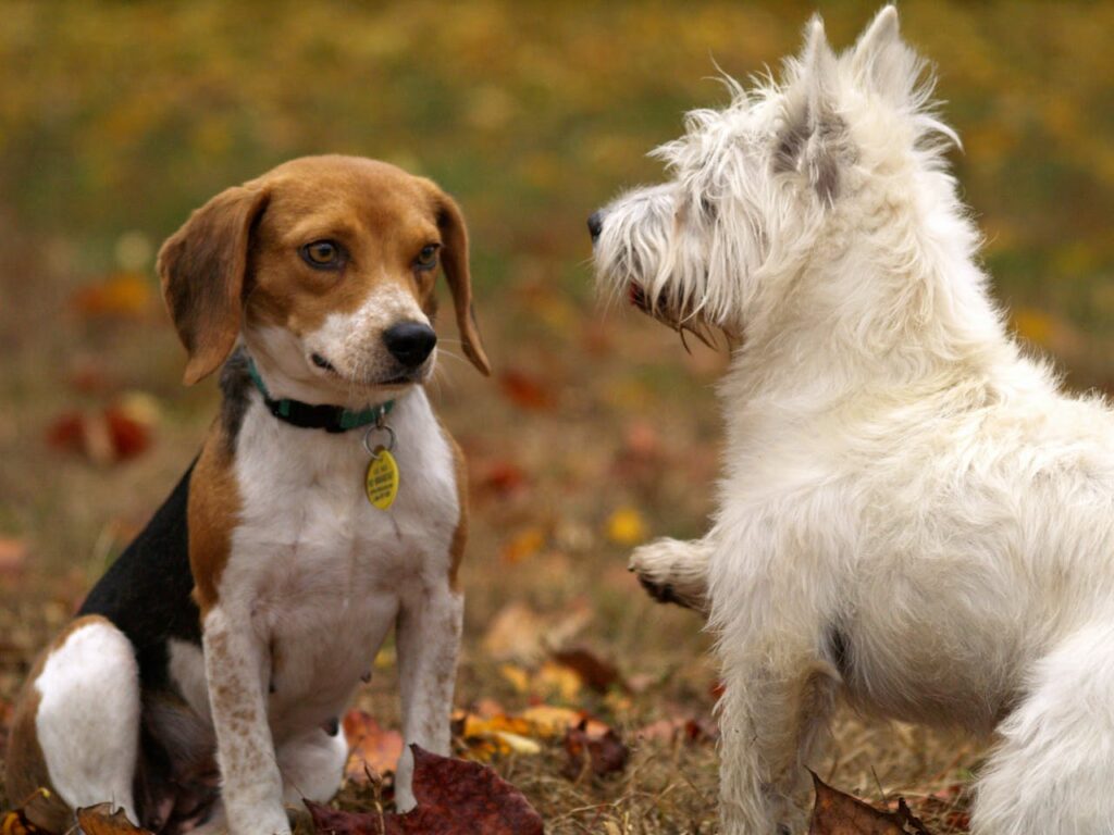 The Art of Drawing Readers In: Your attractive post title goes here Two playful dogs, a Beagle and West Highland Terrier, among colorful autumn leaves.